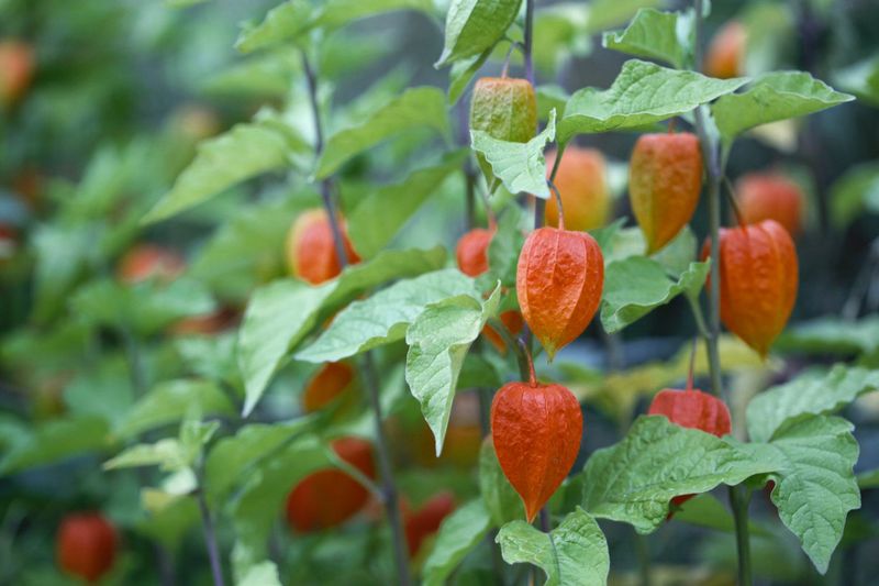 Chinese Lantern Plant