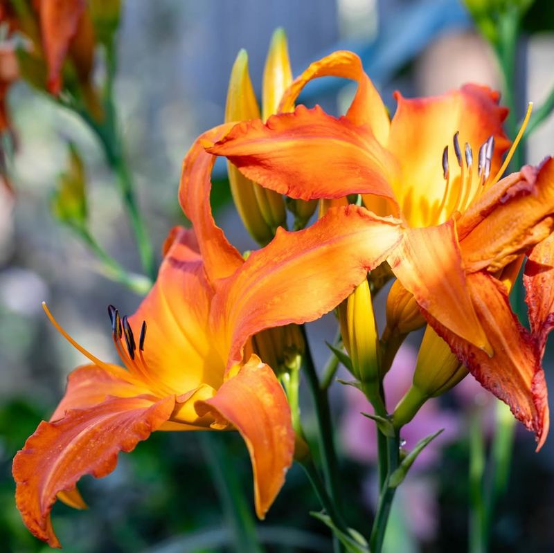 Amber Daylily