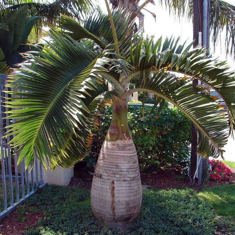 Bottle Palm