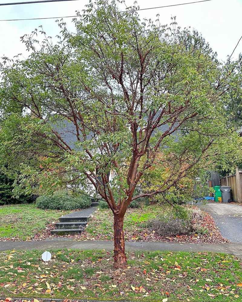 Paperbark Maple (Acer Griseum)