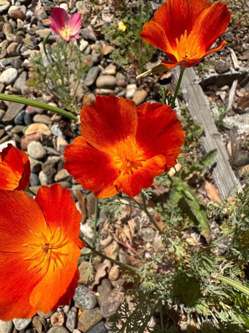 Burnt Orange Poppies