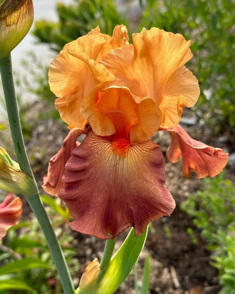 Burnished Copper Iris