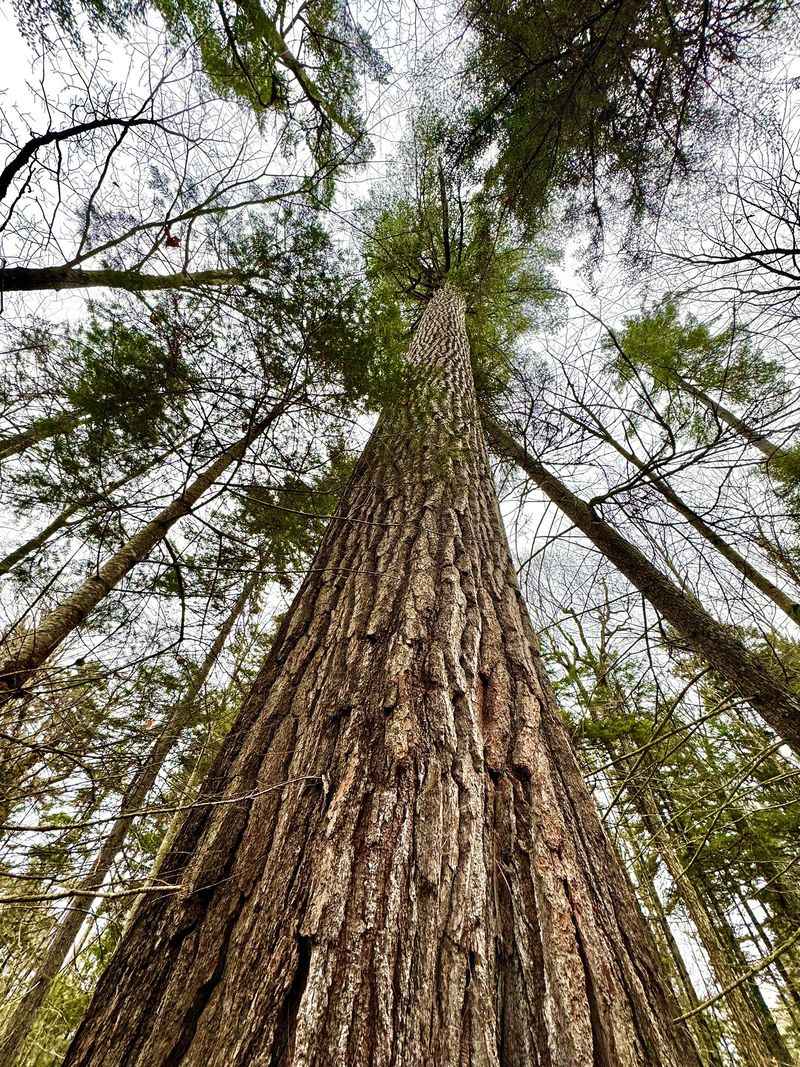 Tallest Tree Species