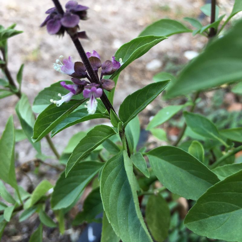 Basil (Wild Varieties)