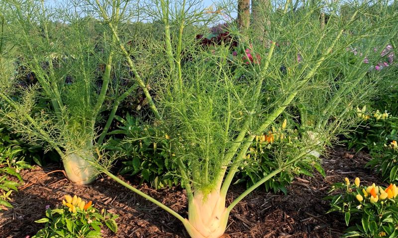 Fennel + Most Other Herbs