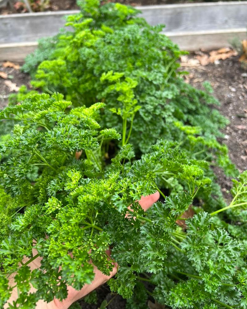 Parsley – Nutrient Rivalry Hurts Both Plants

