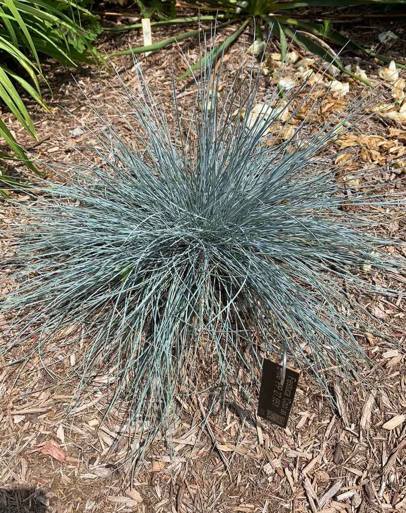 Blue Fescue