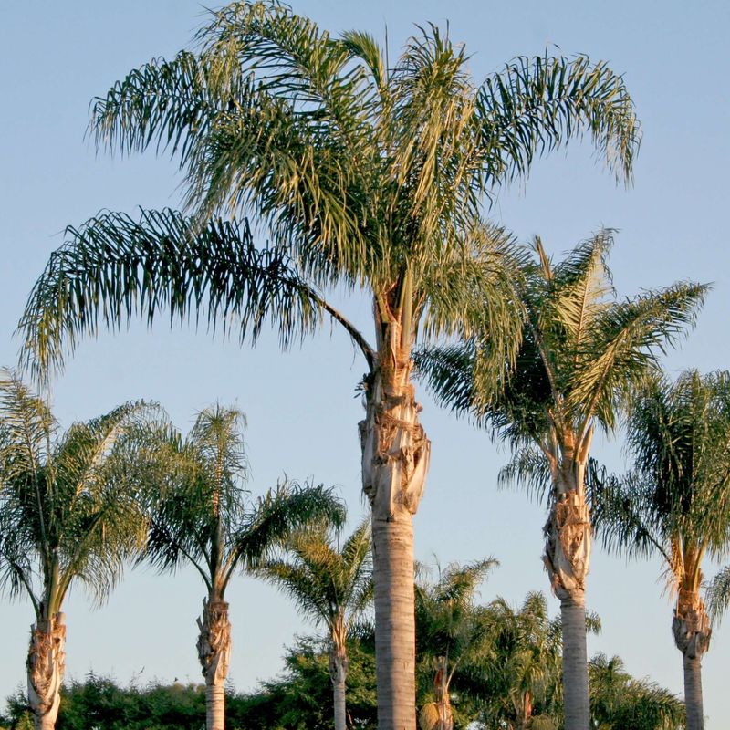 Queen Palm