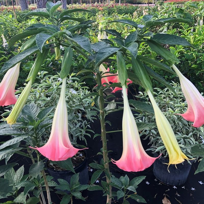 Angel's Trumpet