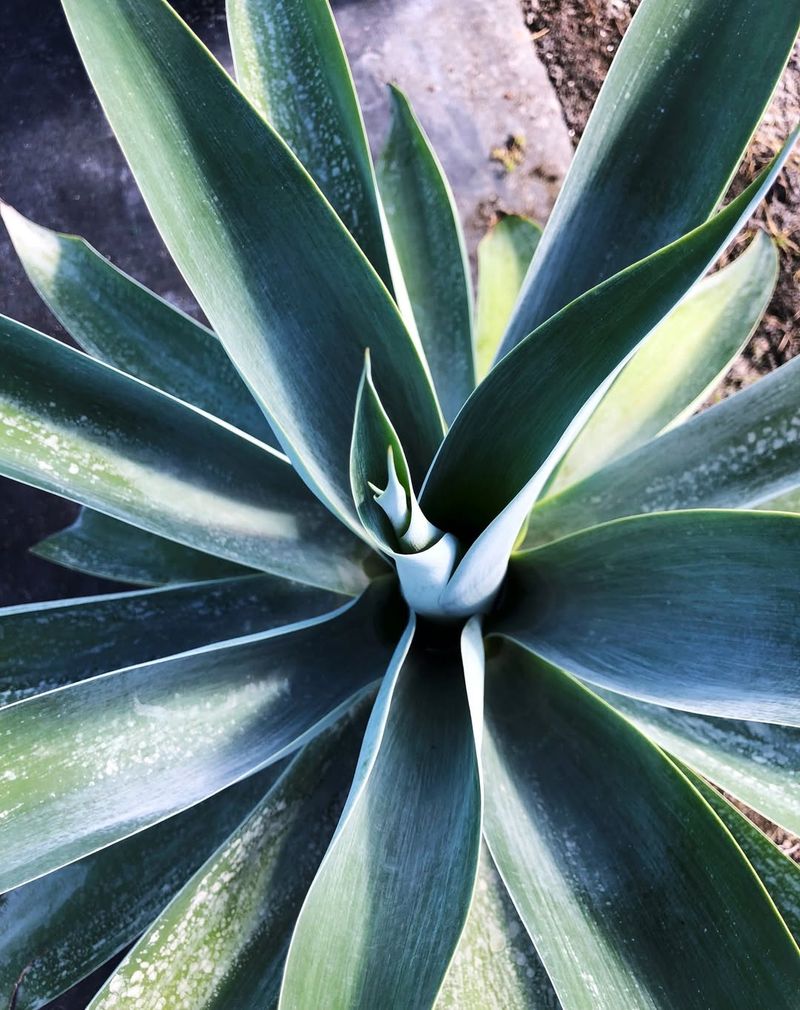 Blue Agave