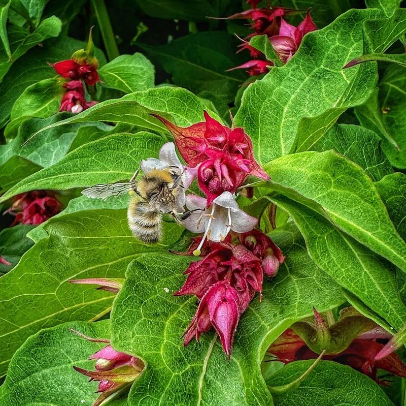 Himalayan Honeysuckle (Leycesteria formosa)