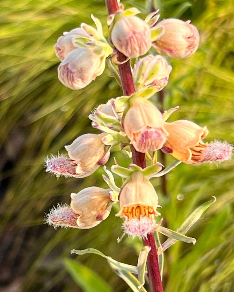 Rusty Foxglove