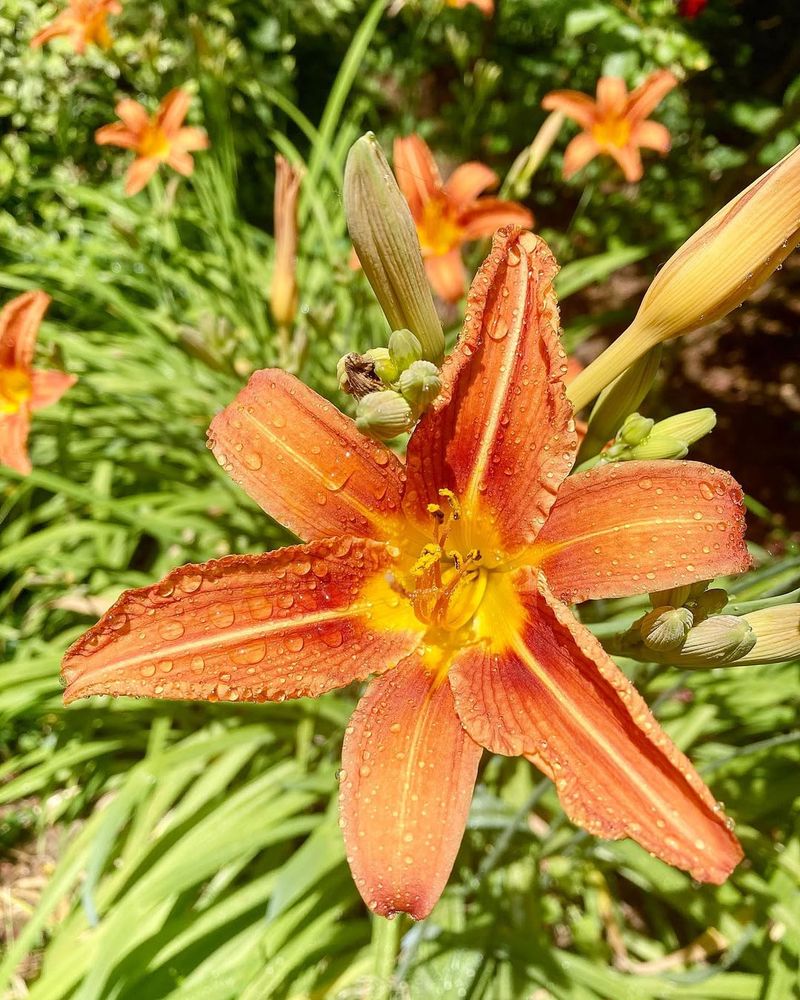 Amber Daylilies