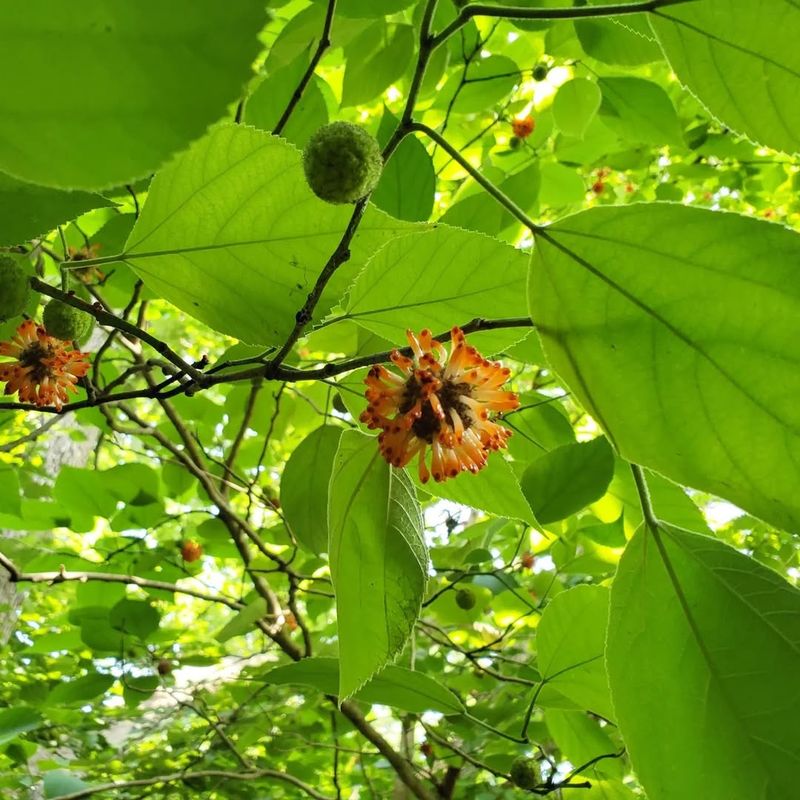 Paper Mulberry (Broussonetia papyrifera)