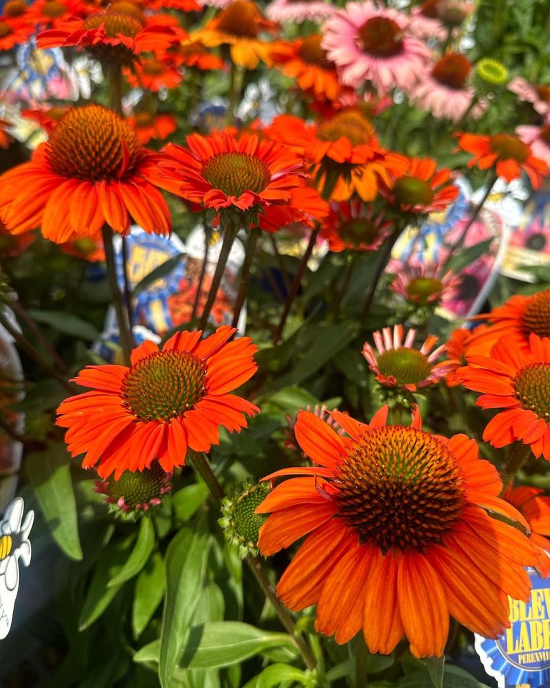 Coneflowers