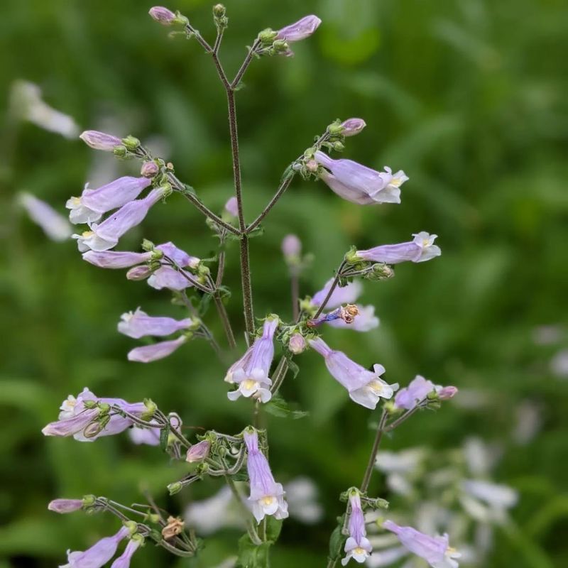 Penstemon