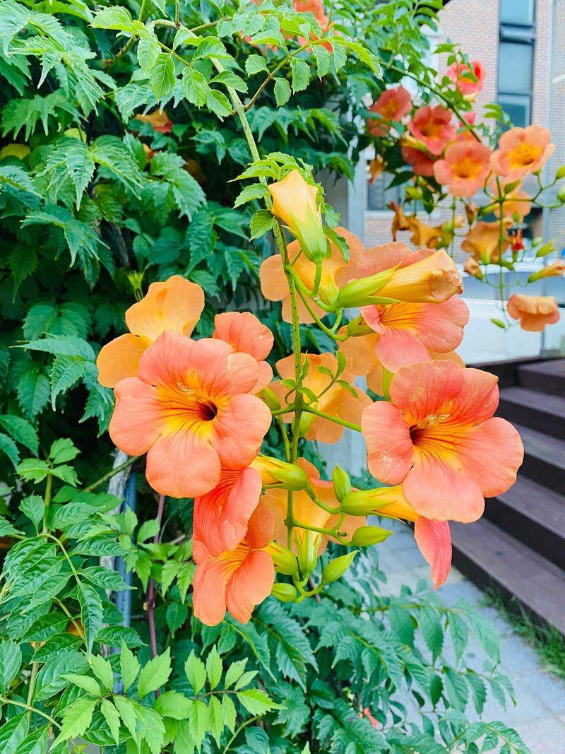 Trumpet Vine