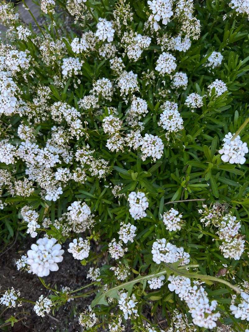 Candytuft