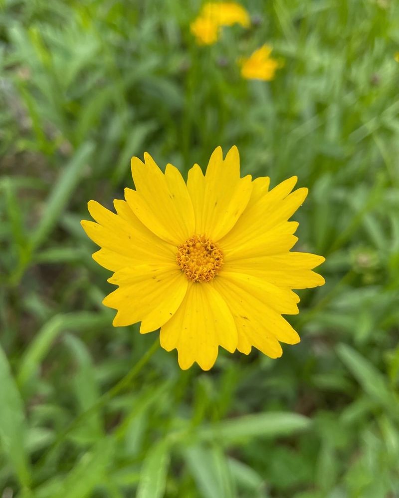 Coreopsis