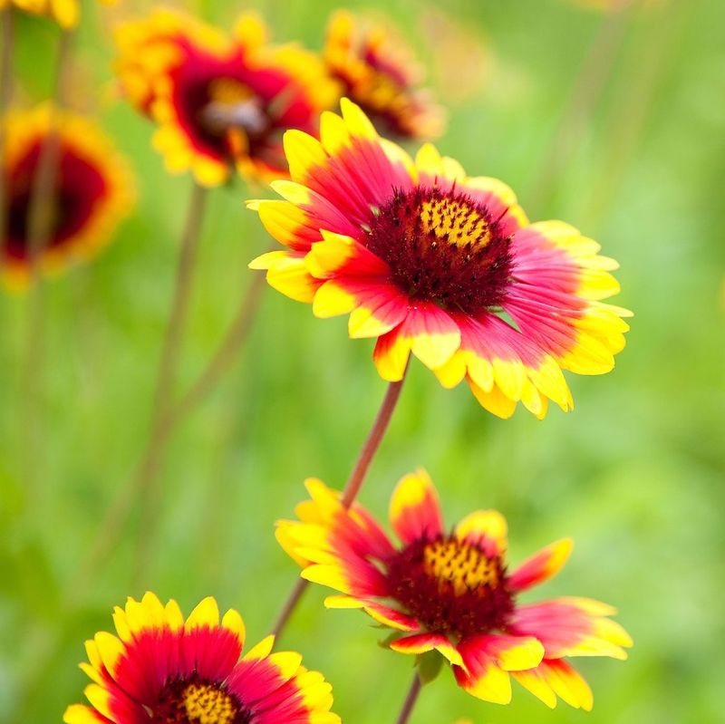 Blanket flower