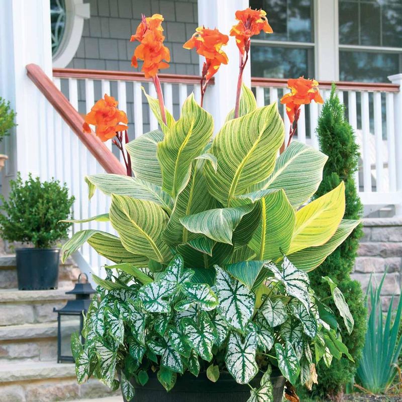 Canna Lilies and Elephant Ears