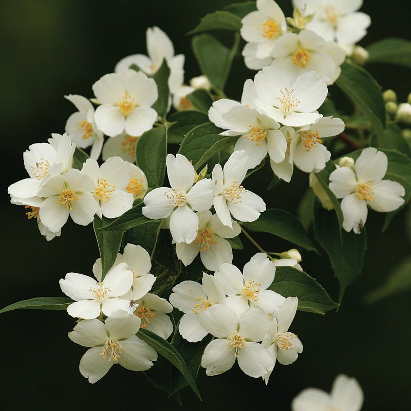 Mock Orange