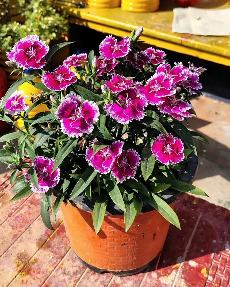 Dianthus