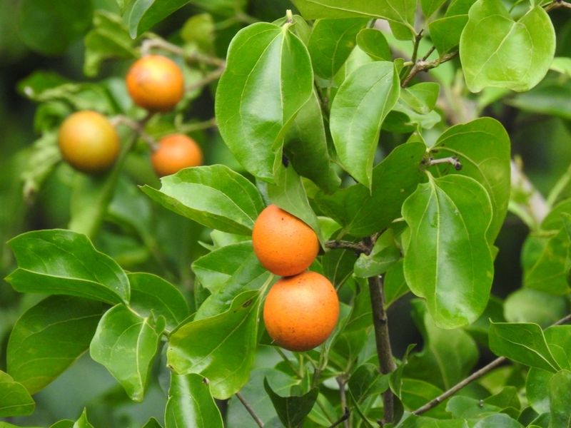 Strychnos nux-vomica (Strychnine Tree)