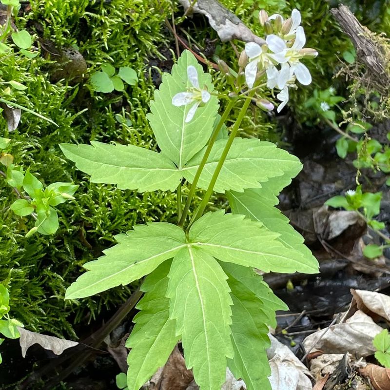 Kentucky Clover