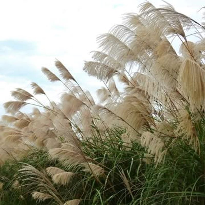 Zebra Grass