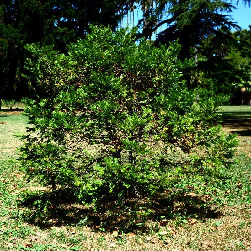 Torreya taxifolia