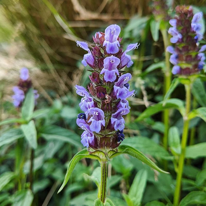 Self-Heal