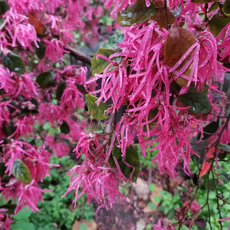 Chinese Fringe Tree