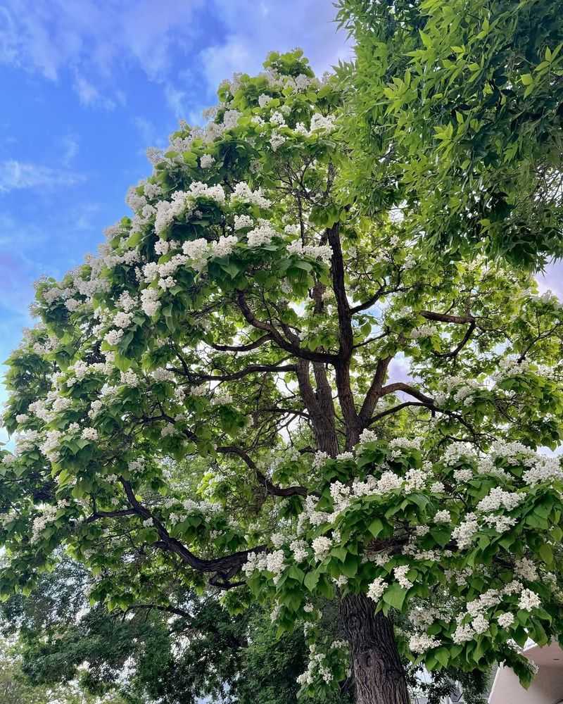 Catalpa