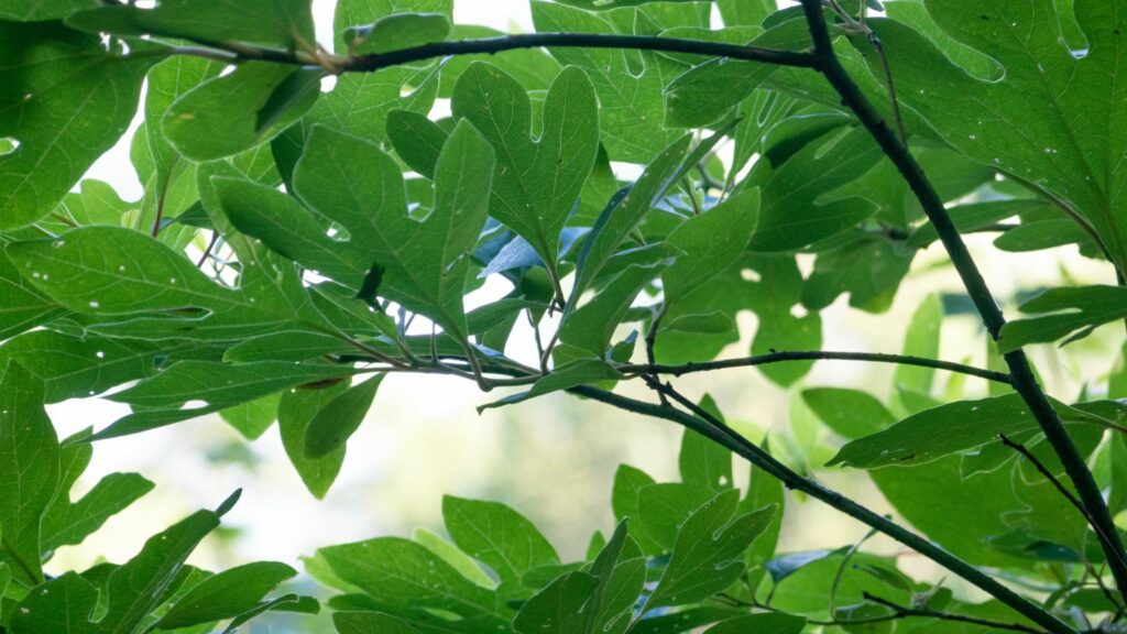 Sassafras