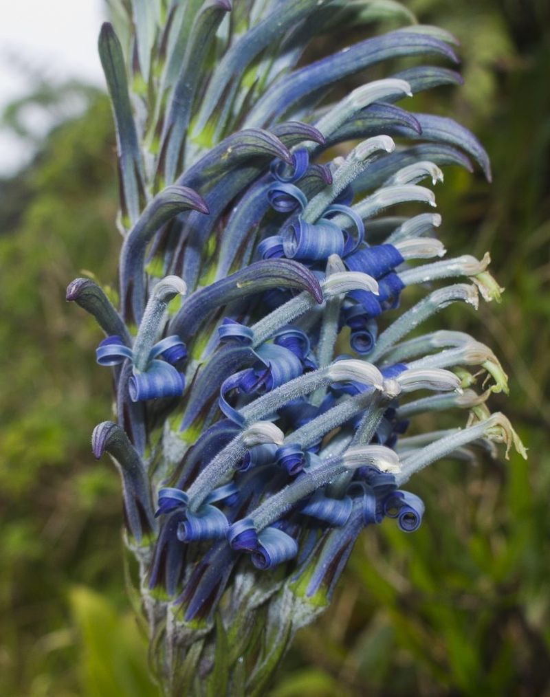 Maui Kalo