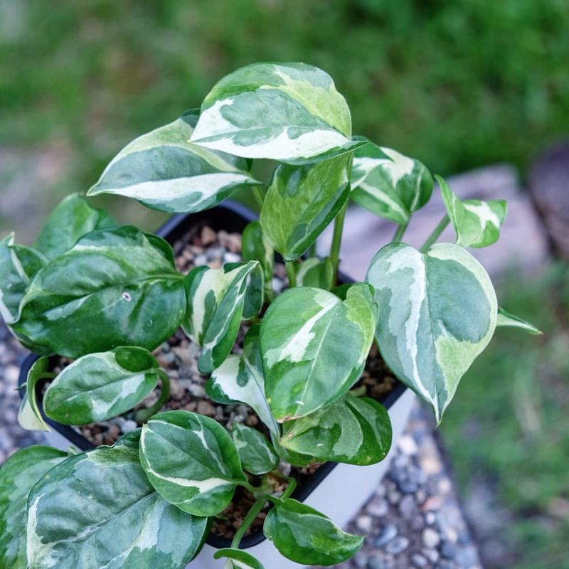 Glacier Pothos