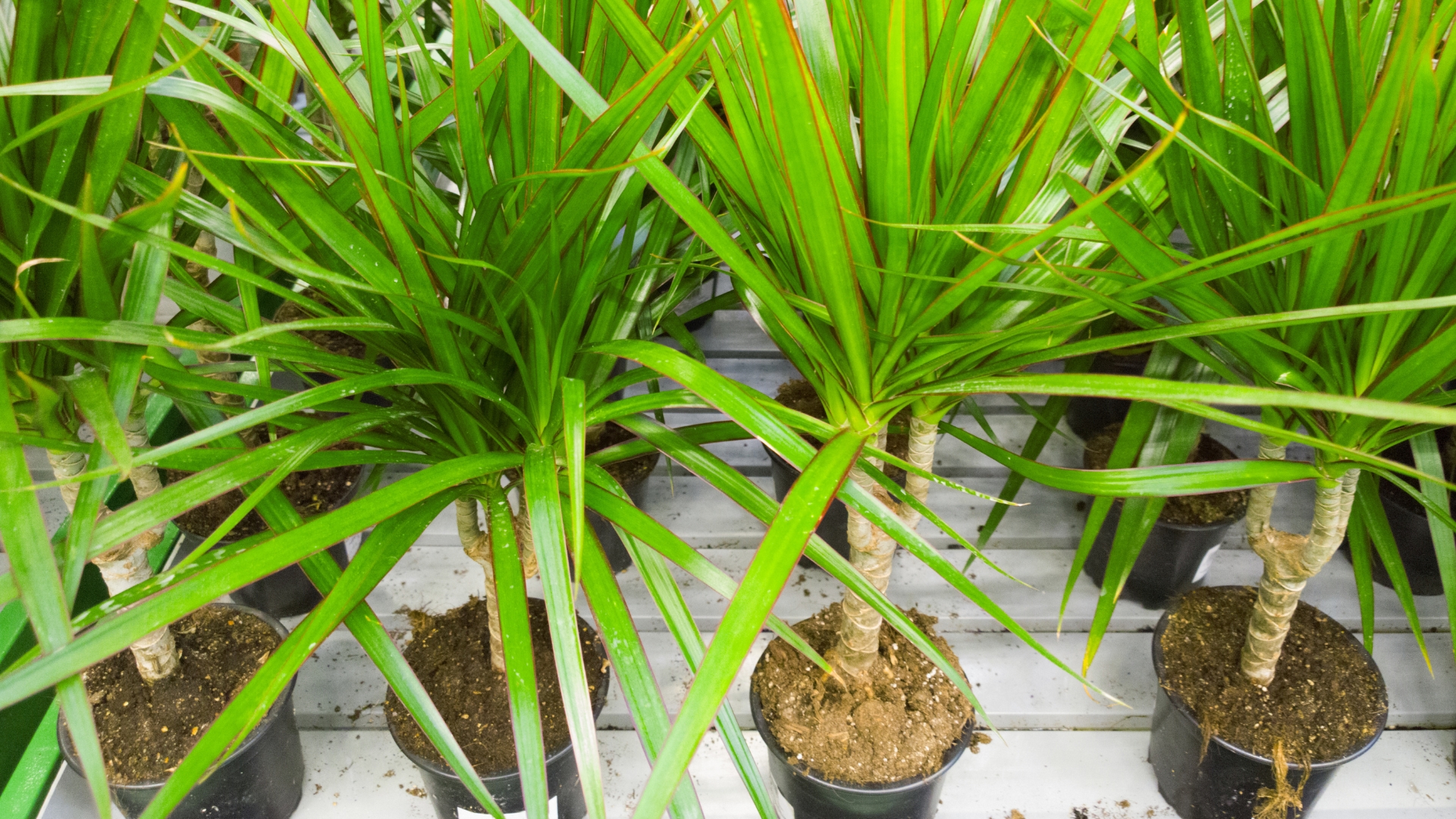 Say Hello To The Dragon Plant, A Resilient Indoor Tree – Easy Care Tips To Keep It Thriving