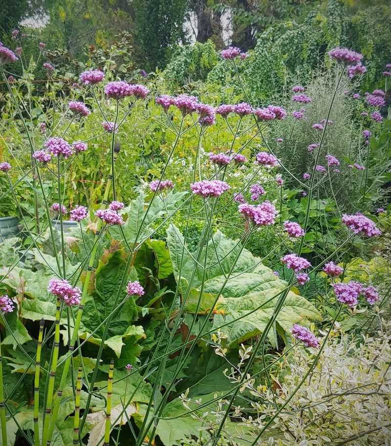 Verbena