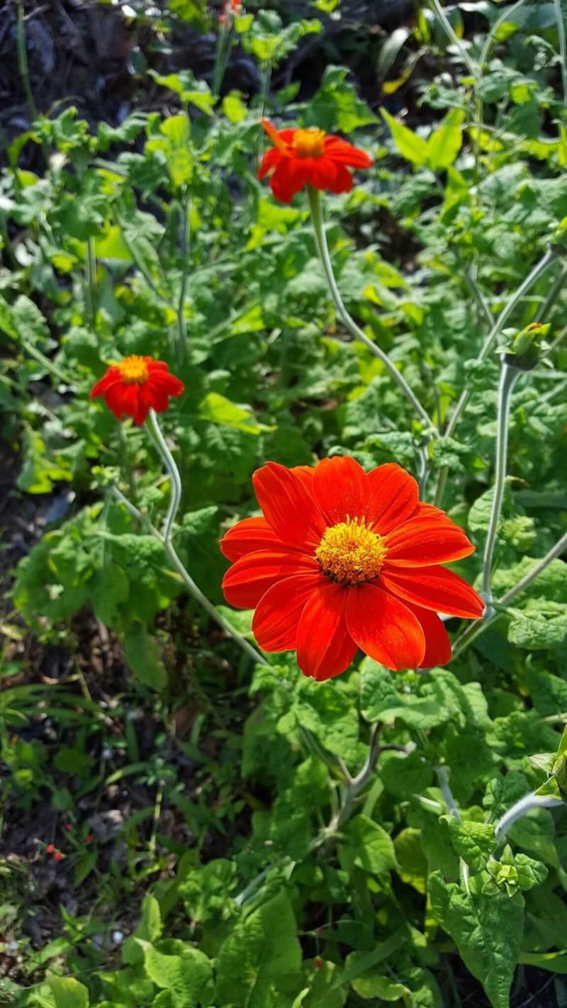 Tithonia