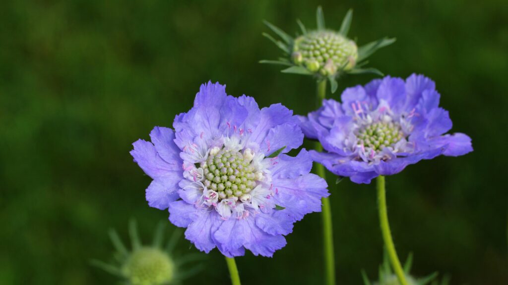 Scabiosa