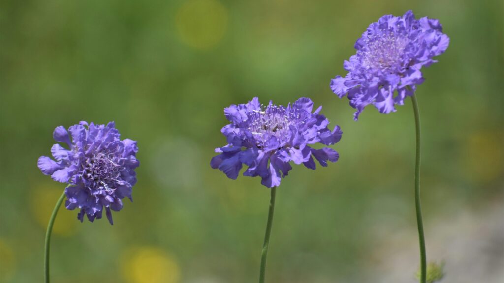 scabiosa flower