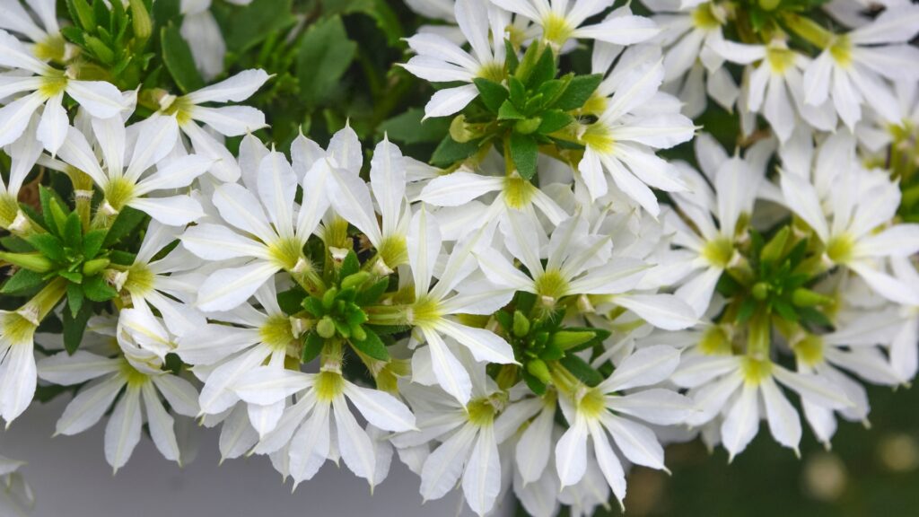 scaevola