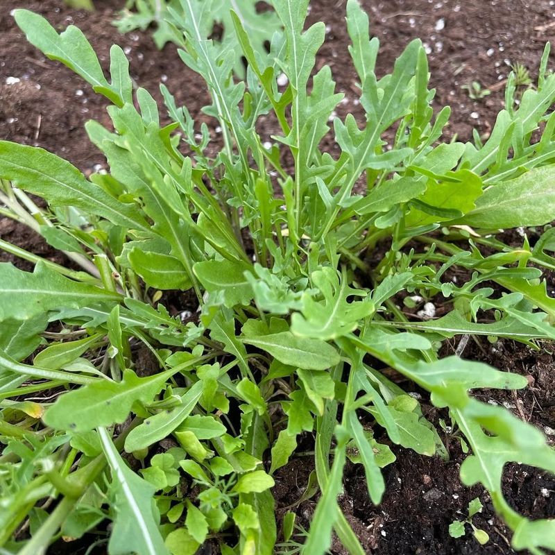 Arugula