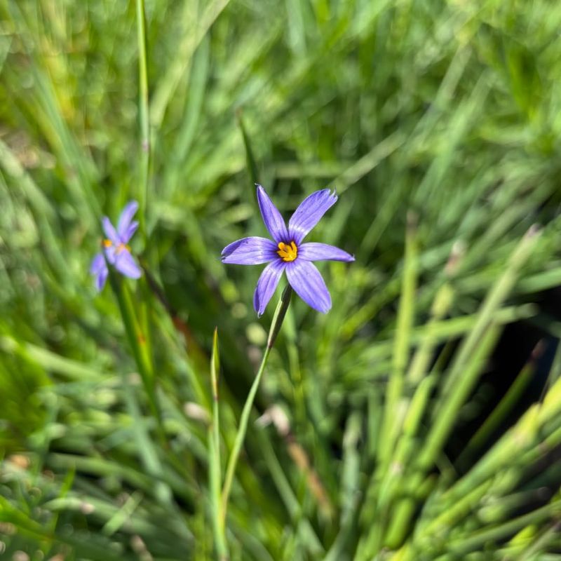 Blue-Eyed Grass