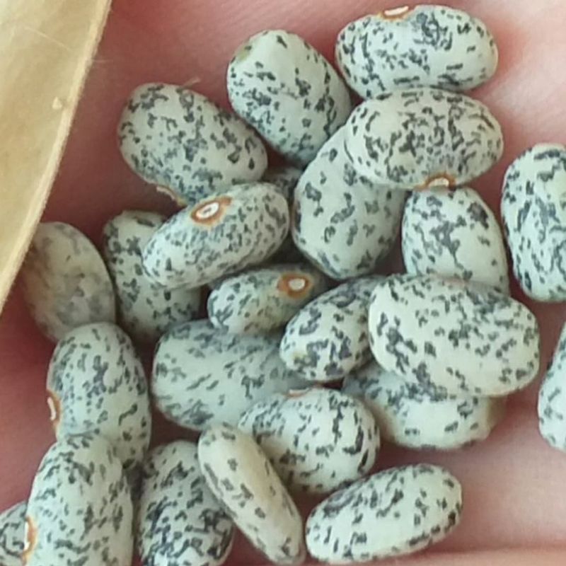 Blue Speckled Tepary Bean