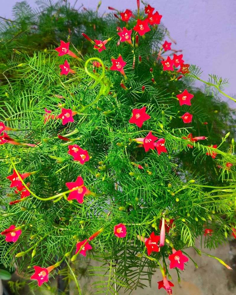 Cypress Vine