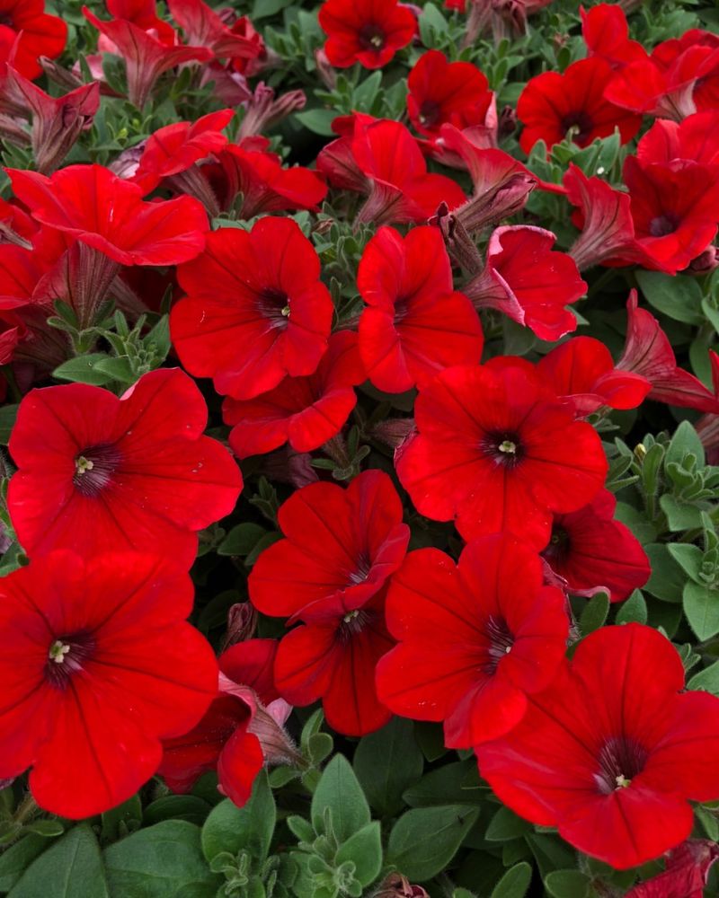 Petunias