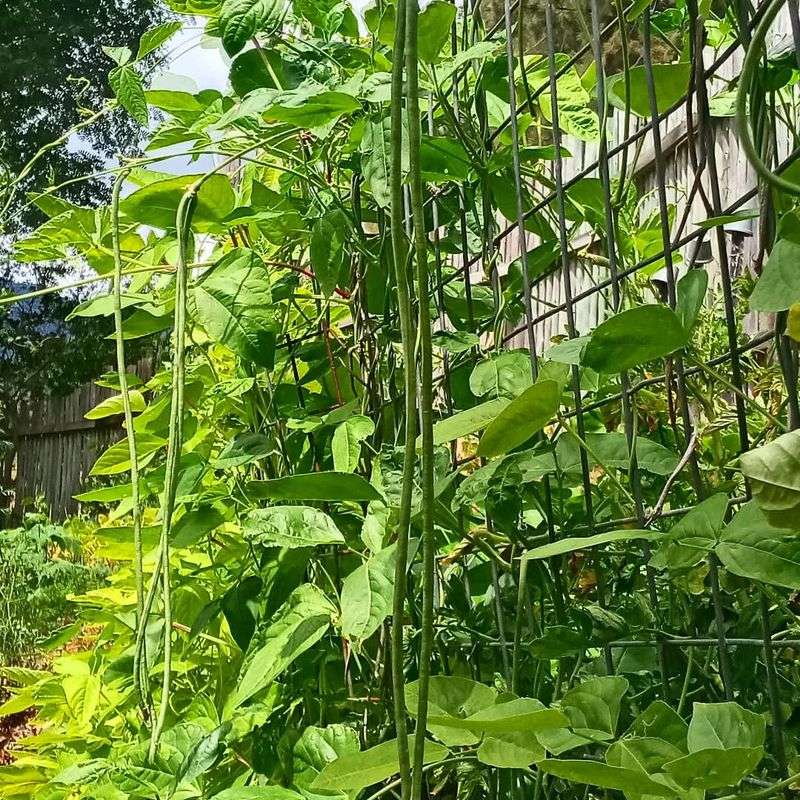 Yardlong Beans