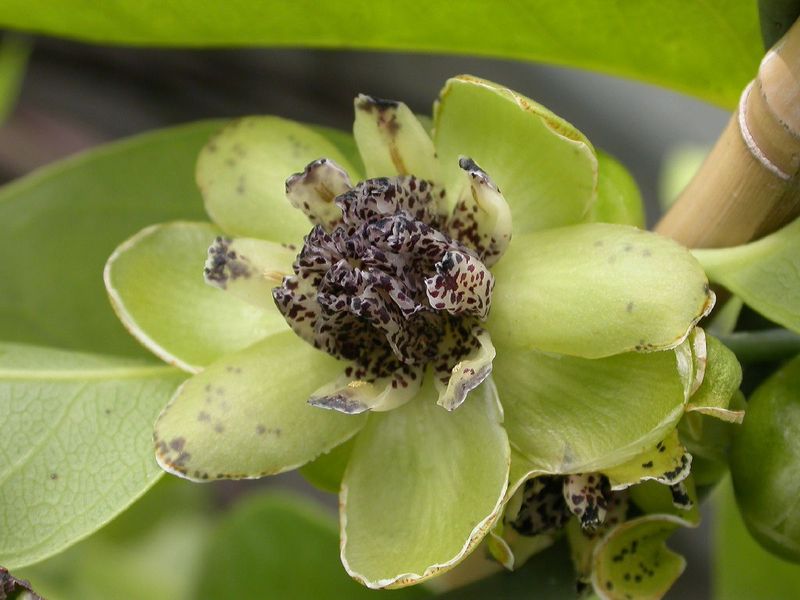 Austrobaileyaceae (Austrobaileya scandens)